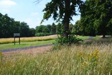 Auffahrt zu Rheinaue mit Fahrradweg und Wildblumenwiese