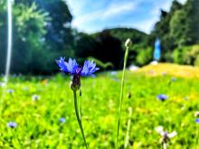 Nicht nur Kornblumen blühen hier auf der Blumenwiese am Berghang in Friesdorf (Zentralkomitee der deutschen Katholiken, Generalsekretariat)