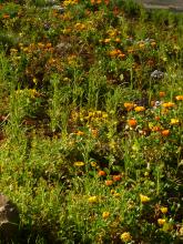 Ringelblumen prägen den Eindruck im ersten Jahr 